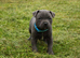 KC Reg Blue staffordshire bull terrier