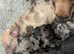 9 beautiful Baby  dash hound