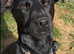 Cody Patterdale Terrier