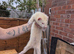Ferret for sale