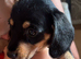 4 female mini dachshund for sale