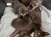 Gorgeous Grey kittens