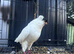 5 pigeons for sale
