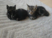 Lovely kittens