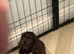 Kc registered cocker spaniel pups