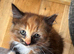 Tortoiseshell females looking for loving homes