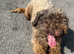 Kcreg chocolate miniature poodle female