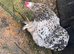 Lovely Pekin Batam for sale