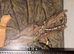 4 year old python spider morph