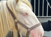 Beautiful cremello yearling