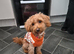 cockapoo
