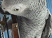 male African grey Glasgow