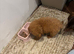 Miniature Poodle Red