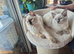 Last ragdoll kitten left GCCF & TICA