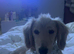 Litter Of 6 Beautiful Miniature Daschunds 4 Left