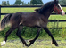 Connemara x Cob " Chocolate Dun Filly