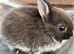 Seal marten Netherland dwarf
