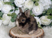 Vaccinated Pedigree English Angoras xxx