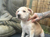 Beautiful 11weeks corso terrier puppies