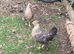 Cream Legbar hatching eggs available