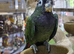 Maximilian Pionus babies available.11