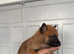 Belgian Mali pups 3 left!