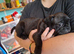 2 gorgeous Frug puppies