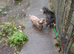 Two long Haired dachund pups for sale