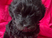 Lhasapoo puppies