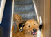 Two lovely Goldendoodle pups for sale
