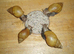RODATZI GIANT AFRICAN LAND SNAILS