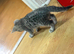 Stunning Bengal kittens ready now