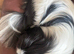 Pekes bi colou blk white & liver girls 18 months black white l
