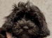 Fully DNA Health Tested F1 Maltipoo Puppies
