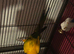 Sun conures
