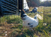 Light Sussex bantam