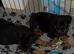 Stunning Rottie bitch pup