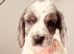 Sprocker puppies