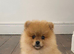 Gorgeous female Pomeranian pup