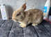 Continental x French lop