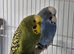 Various budgies