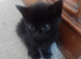 Hand reared kittens available