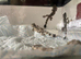 Flying Geckos at Birmingham Reptiles