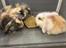 Mini lops