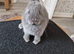 Pure Netherland Dwarf babies Blue