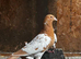 Mullenium pigeon