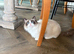 Pedigree ragdoll female