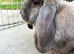 Blue Tort French Lop Doe