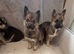 German Shepherd cross husky