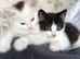 2 beautiful kittens for sale - Ready now